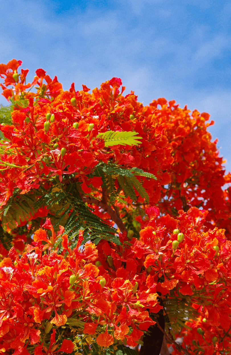 lamboyant Tree Seeds - Delonix regia Seeds for Sale 