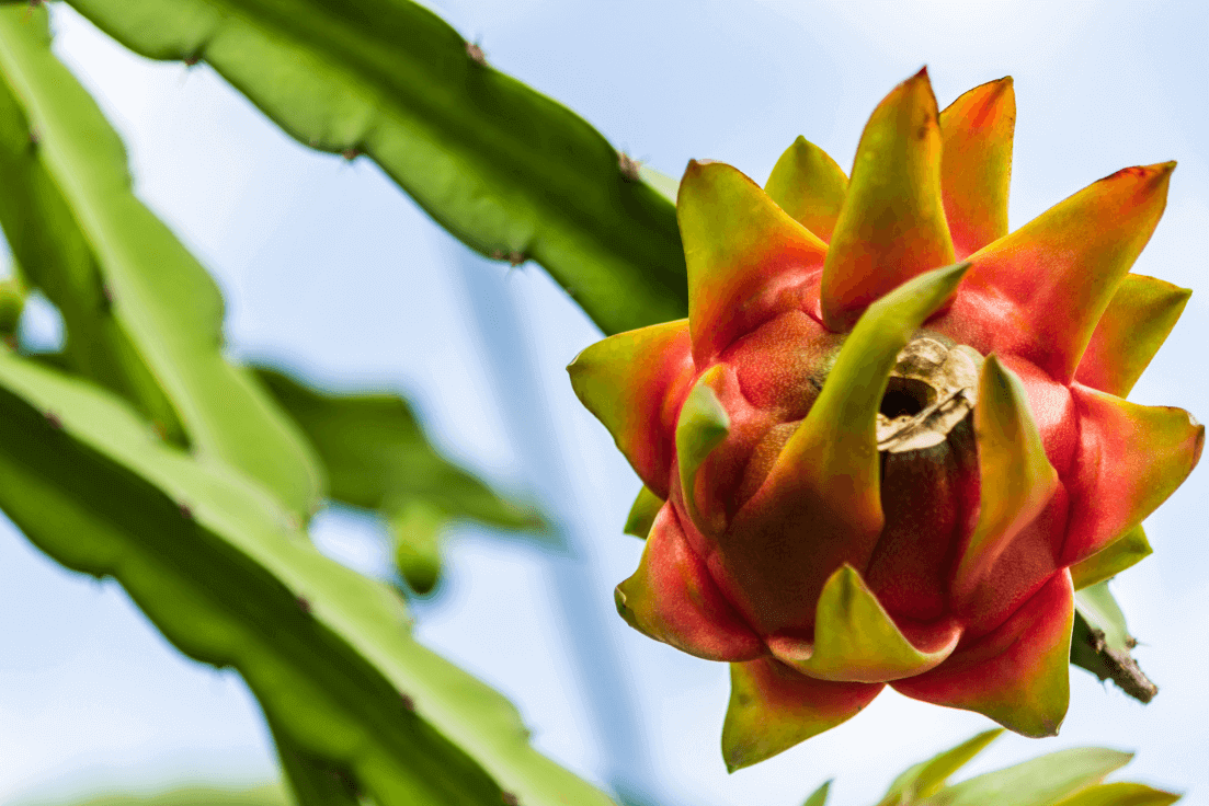 Explore a Variety of White Dragon Fruit Seeds | Grow Your Own Exotic Pitaya