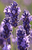Premium Lavender Vera Seeds | Lavandula Seeds for Sale 