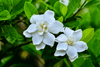 Start Your Garden with Gardenia Jasminoides Seeds | Enjoy Elegant and Aromatic Blooms 