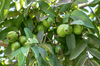Bild in Galerie-Viewer laden, Start Your Garden with Guava Seeds | Cultivate Exotic Osidium Guajavana Plants 