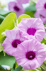 Carregue a imagem no visualizador da Galeria, Premium Hawaiian Baby Woodrose Seeds | Argyreia Nervosa Seeds for Sale