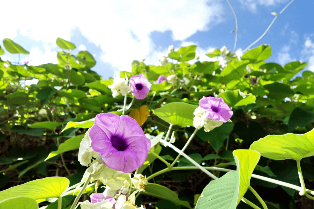 Explore a Variety of Hawaiian Baby Woodrose Seeds | Grow Your Own Elephant Creeper