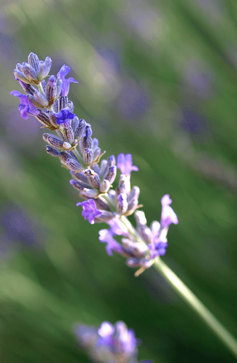 Buy Lavender Vera Seeds Online | Enhance Your Garden with High-Quality Lavandula 