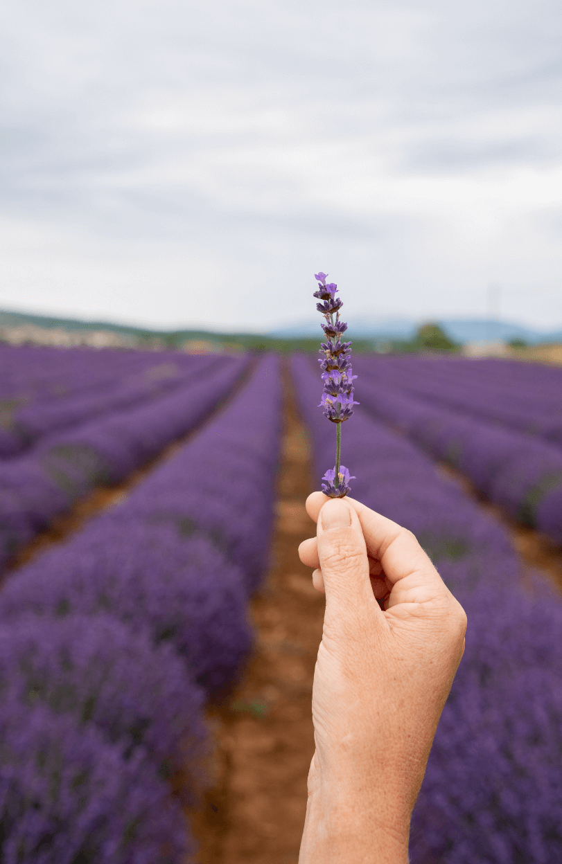 Shop for Top-Quality Lavandula Seeds | Lavender Vera Varieties Available 