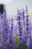 Charger l&#39;image dans la visionneuse de la galerie, Start Your Herb Garden with Lavender Vera Seeds | Cultivate Beautiful and Aromatic Lavandula Plants 