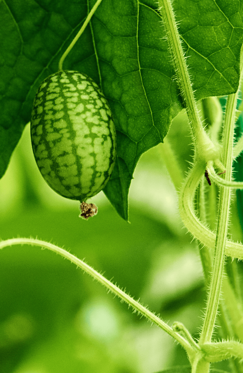 Cucamelons Sour Gherkin Seeds - Mini Mexican Cucumber Variety - Tangy and Refreshing 