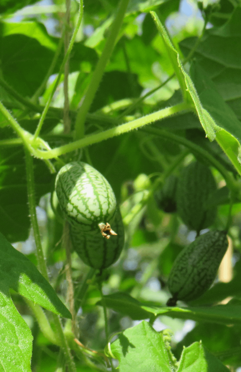 Buy Mini Mexican Cucumber Seeds - Grow Your Own Cucamelons Sour Gherkins