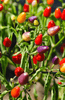 Carica l&#39;immagine nel visualizzatore Galleria, Shop for Colorful Capsicum Seeds - Rainbow Chili Varieties for a Visual Feast 