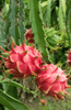 Charger l&#39;image dans la visionneuse de la galerie, Shop for Top-Quality Pitaya Seeds | Red Dragon Fruit Varieties Available