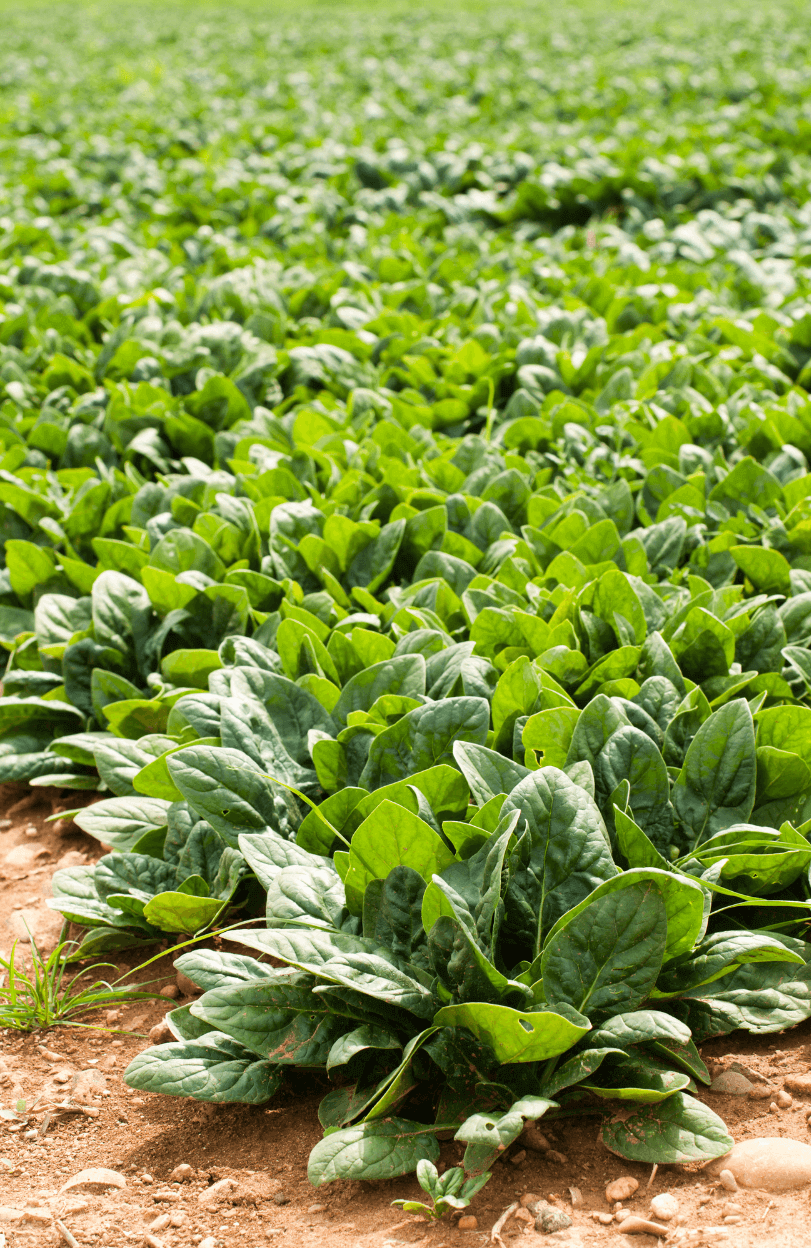 Premium Heat-Resistant Spinach Seeds | Buy High-Quality Seeds Online