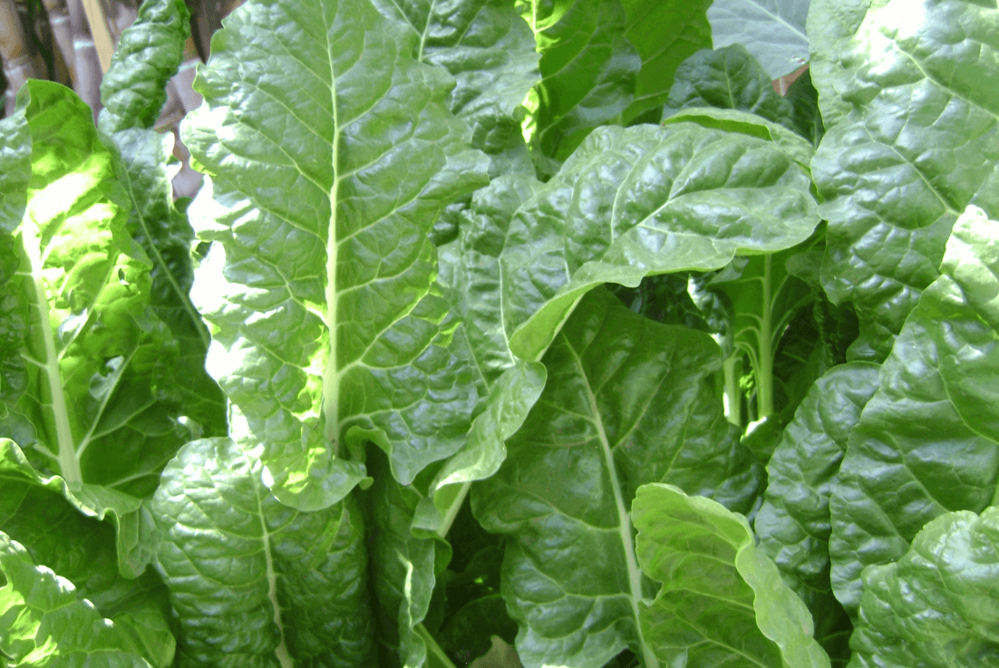 Explore a Variety of Heat-Resistant Spinach Seeds | Grow Your Own Nutritious Spinach in Any Climate