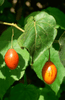 Premium Tamarillo Seeds | Tree Tomato Fruit Seeds for Sale 