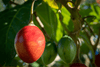 Carregue a imagem no visualizador da Galeria, Explore a Variety of Tamarillo Seeds | Grow Your Own Delicious Tree Tomato Fruit
