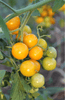 Indlæs billede i gallerifremviser, Buy Yellow Cherry Tomato Seeds - Grow Your Own Bite-sized Sunbursts 