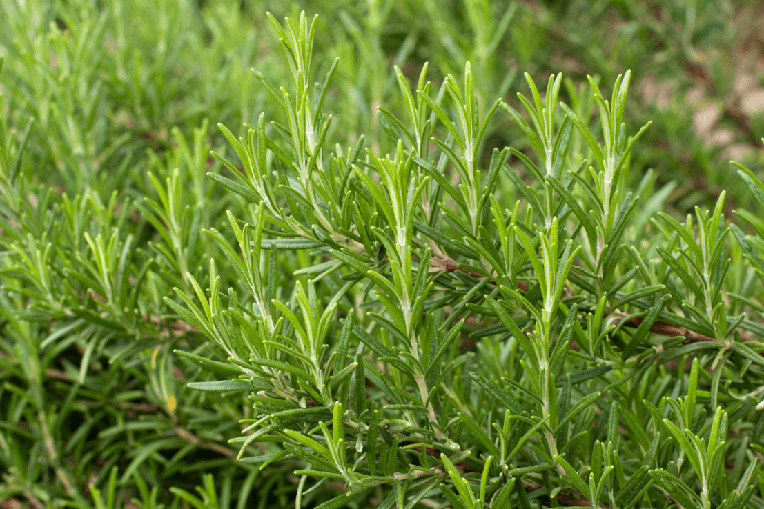 Buy Rosemary Seeds - Grow Your Own Fragrant Herb Garden