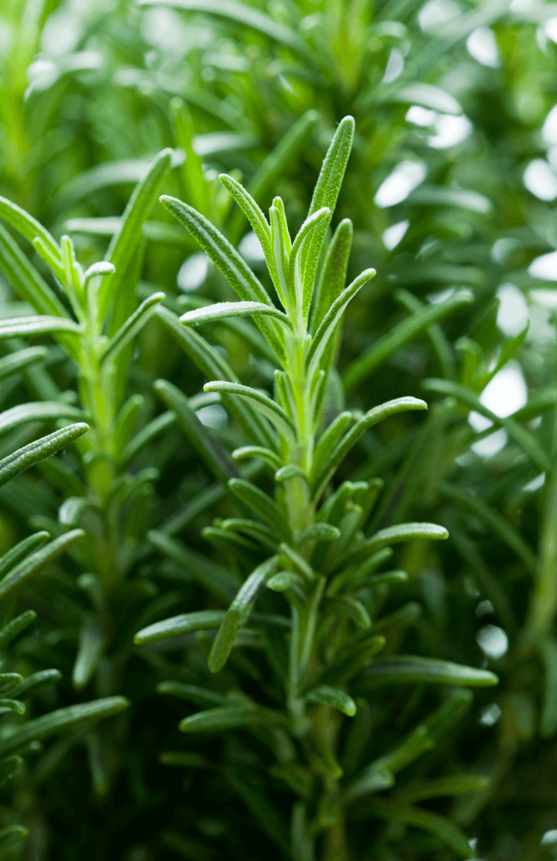 Rosemary Seeds - Aromatic Herb for Culinary Delights