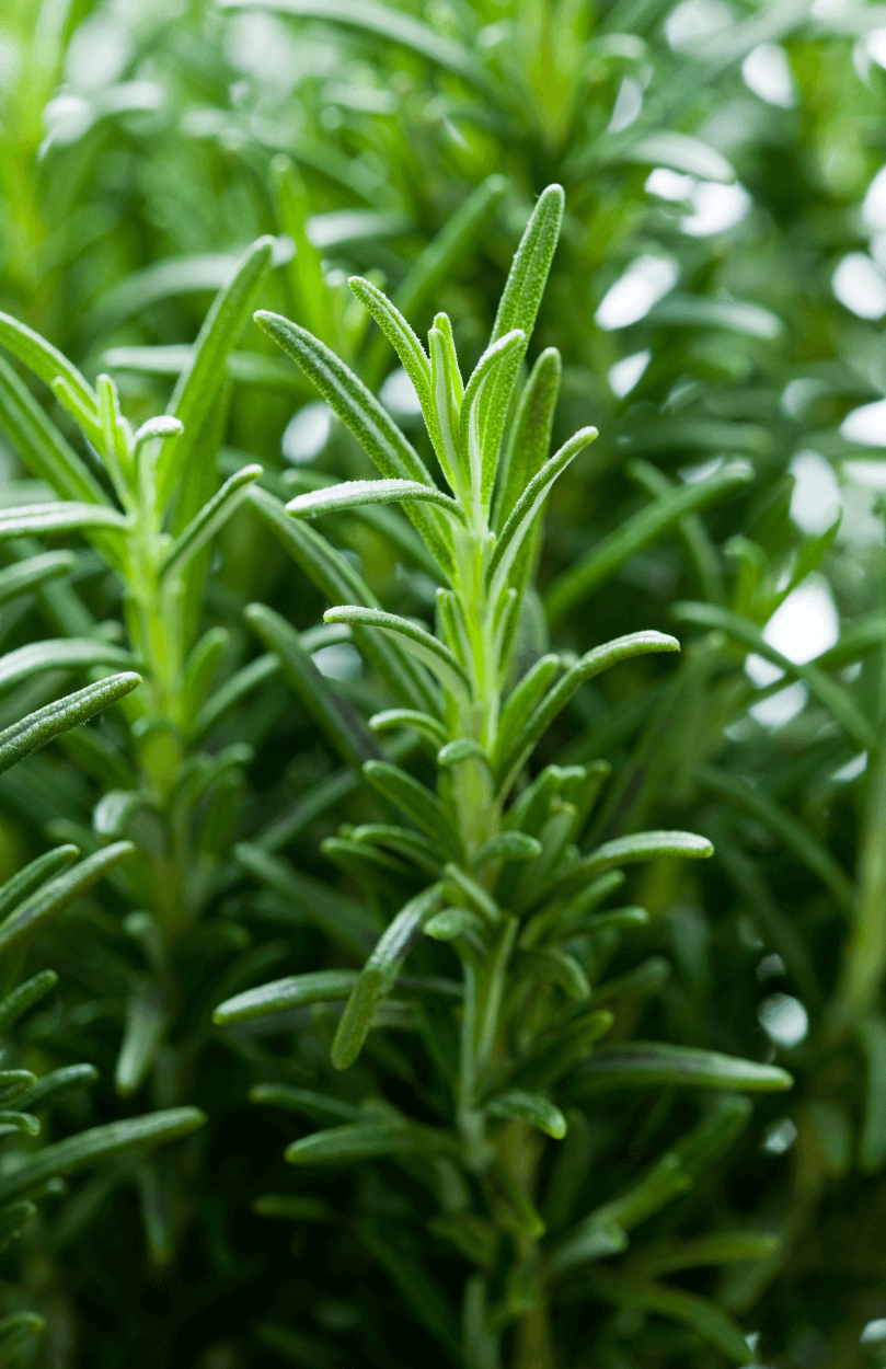 Rosemary are growing at the garden