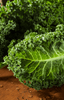 Seeds shop - Embrace the freshness of Green Kale!