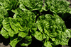 Seeds shop - Embrace the freshness of Green Romaine Lettuce!