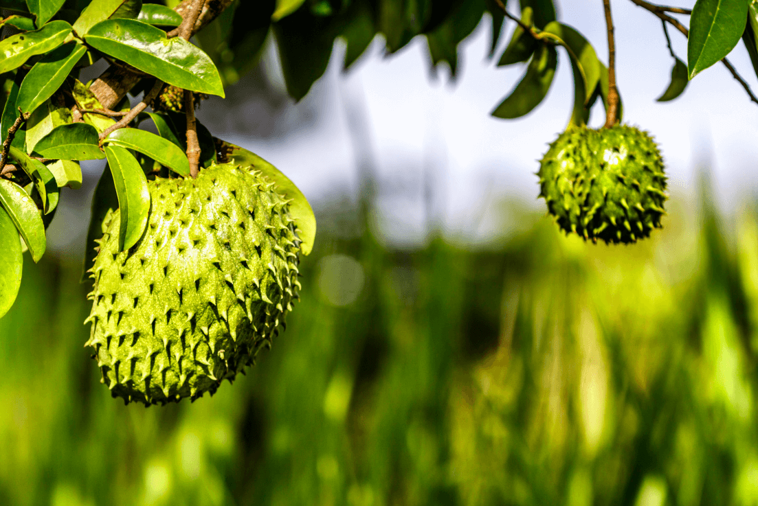 Elevate Your Palate: Purchase Guanabana Soursop for Rare and Delicious Fruit