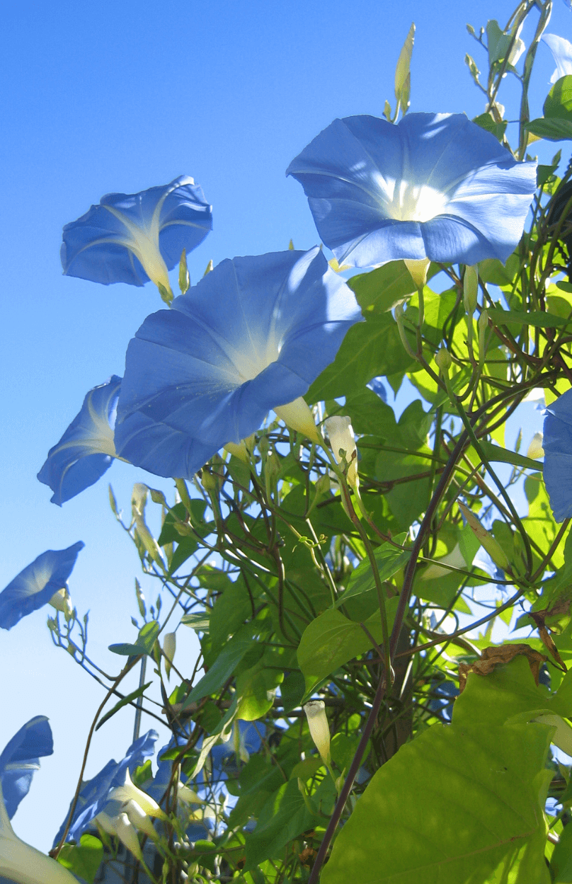 Garden Elegance: Get Heavenly Blue Morning Glory Seeds for Vibrant and Charming Flowers