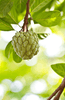Tropical Fruit Delight: Buy Sugar Apple for Exquisite Flavors