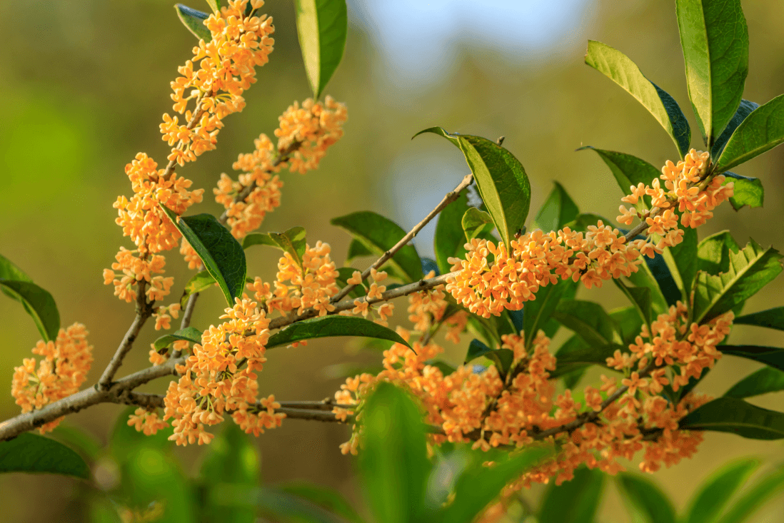 Elevate Your Outdoor Oasis: Purchase Osmanthus Fragrans for Alluring Fragrance