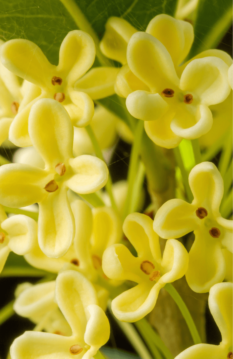 Fragrant Floral Delight: Get Osmanthus Fragrans for Enchanting Garden Ambiance
