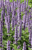 Load image into Gallery viewer, Purchase Fragrant Agastache Rugosa Herb Seeds for Vibrant Gardens
