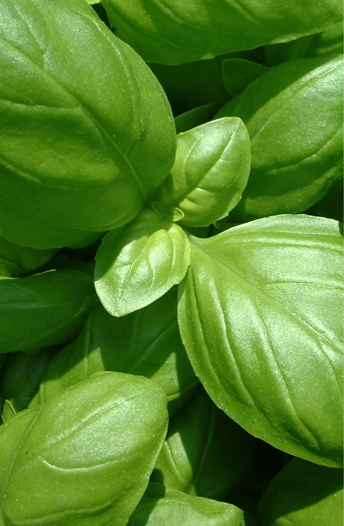 Enhance Your Cuisine: Purchase Herb Basil Gustosa Seeds for Aromatic Delights