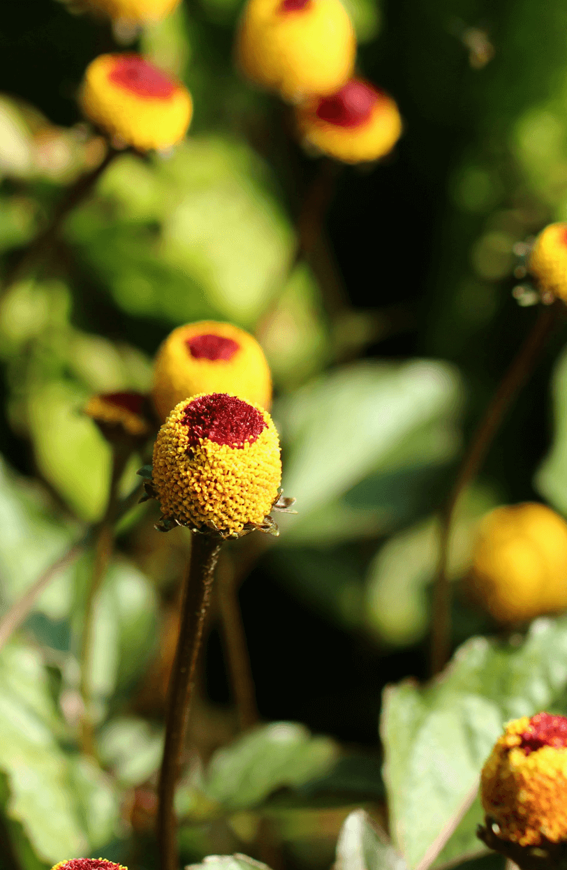 Savor the Tingle: Purchase Paracress for Bold and Vibrant Herb Gardens