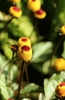 Charger l&#39;image dans la visionneuse de la galerie, Savor the Tingle: Purchase Paracress for Bold and Vibrant Herb Gardens