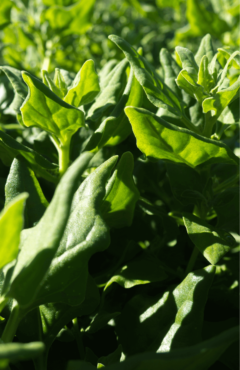 Wholesome Leafy Greens: Buy New Zealand Spinach Seeds for Healthy Harvests