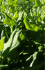 Load image into Gallery viewer, Wholesome Leafy Greens: Buy New Zealand Spinach Seeds for Healthy Harvests