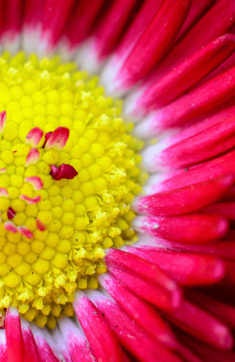 Buy Big Red English Daisy Seeds: Vibrant Blooms for Your Garden