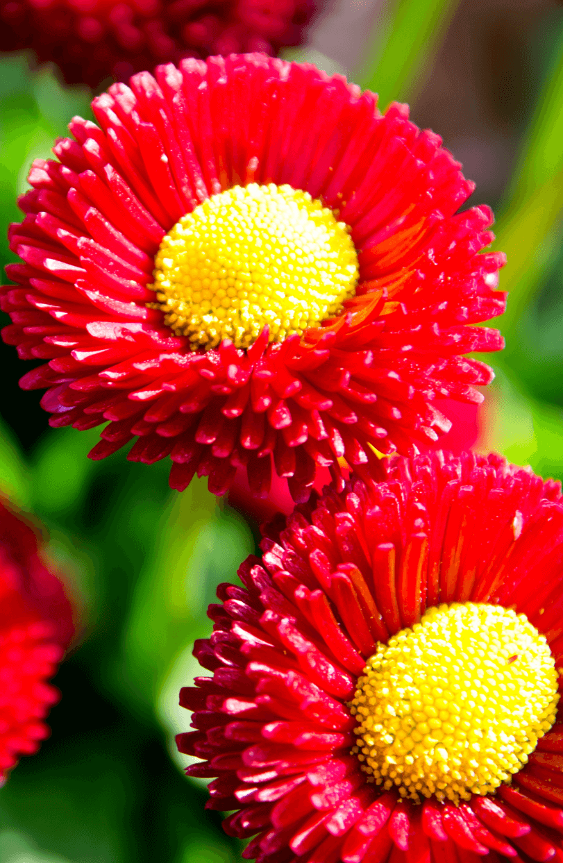 Vibrant Big Red English Daisy Seeds: Buy for Bold Garden Displa