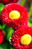 Load image into Gallery viewer, Vibrant Big Red English Daisy Seeds: Buy for Bold Garden Displa