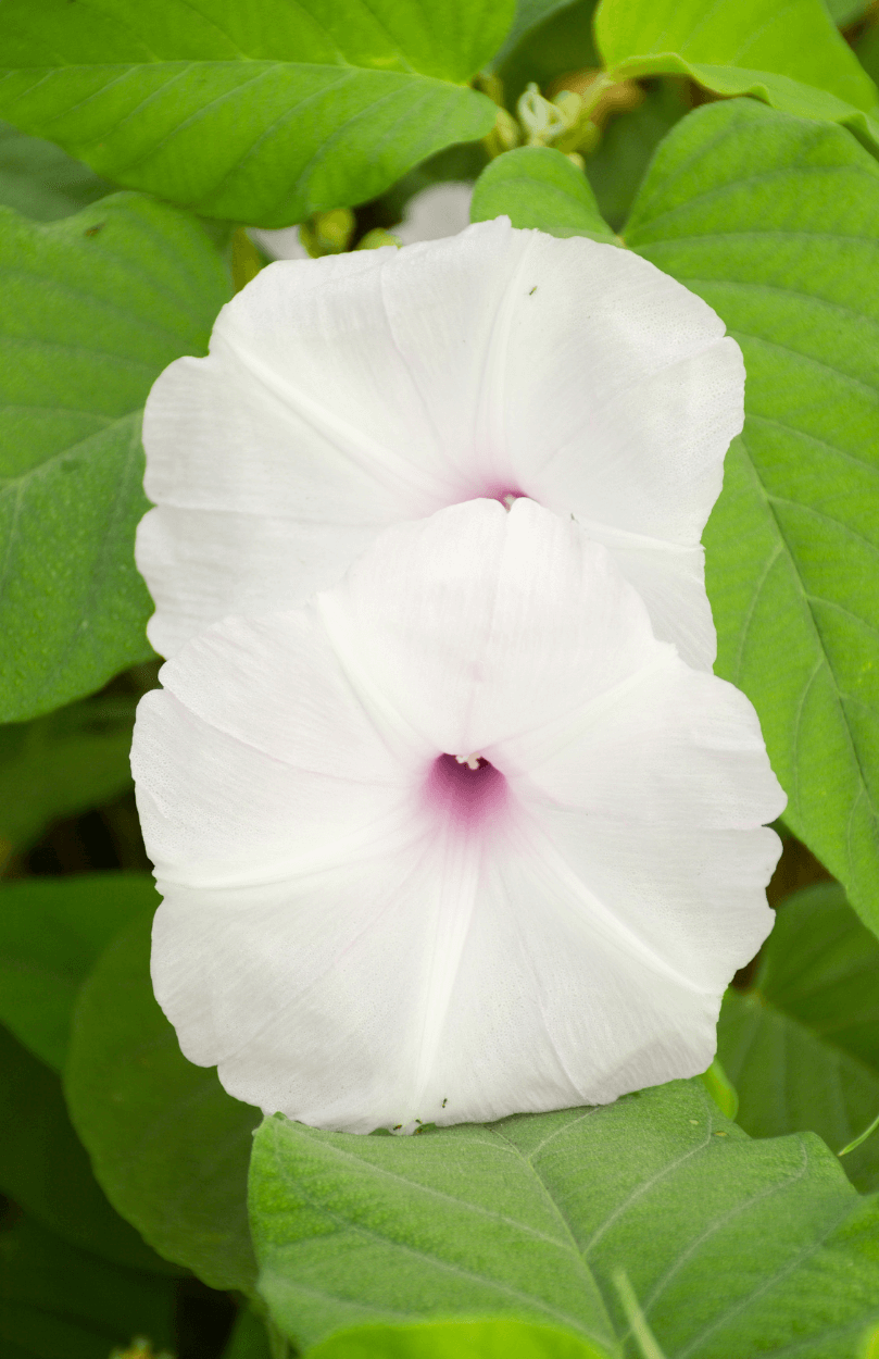 Buy White Morning Glory: Serene Beauty for Your Garden