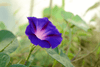 Carica l&#39;immagine nel visualizzatore Galleria, Seeds shop - Embrace the beauty of Blue Morning Glory!