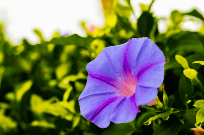 Cultivate wonder with Blue Morning Glory Seeds!