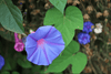 Tempting Blue Morning Glory Seeds for sale - Grow your garden dreams!