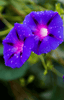 Load image into Gallery viewer, Buy Blue Morning Glory Seeds - Garden enchantment