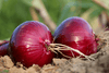 Afbeelding laden in galerijviewer, Explore a Variety of Red Onion Seeds | Grow Your Own Flavorful and Vibrant Onions