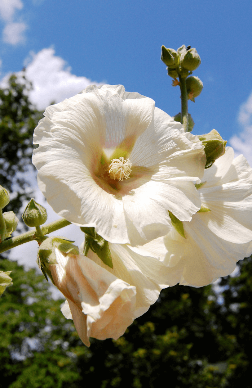 White Hollyhocks Seeds - Beautiful white flowers for your garden