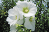 White Hollyhocks Seeds - Cultivate a graceful haven with these stunning blooms