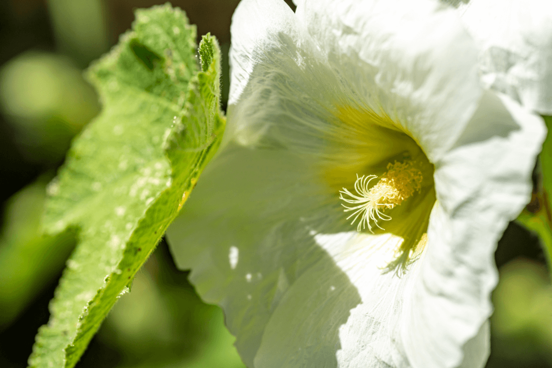White Hollyhocks Seeds - Bring a touch of purity to your outdoor space