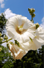 Lataa kuva gallerian katseluohjelmaan, White Hollyhocks Seeds - Beautiful white flowers for your garden
