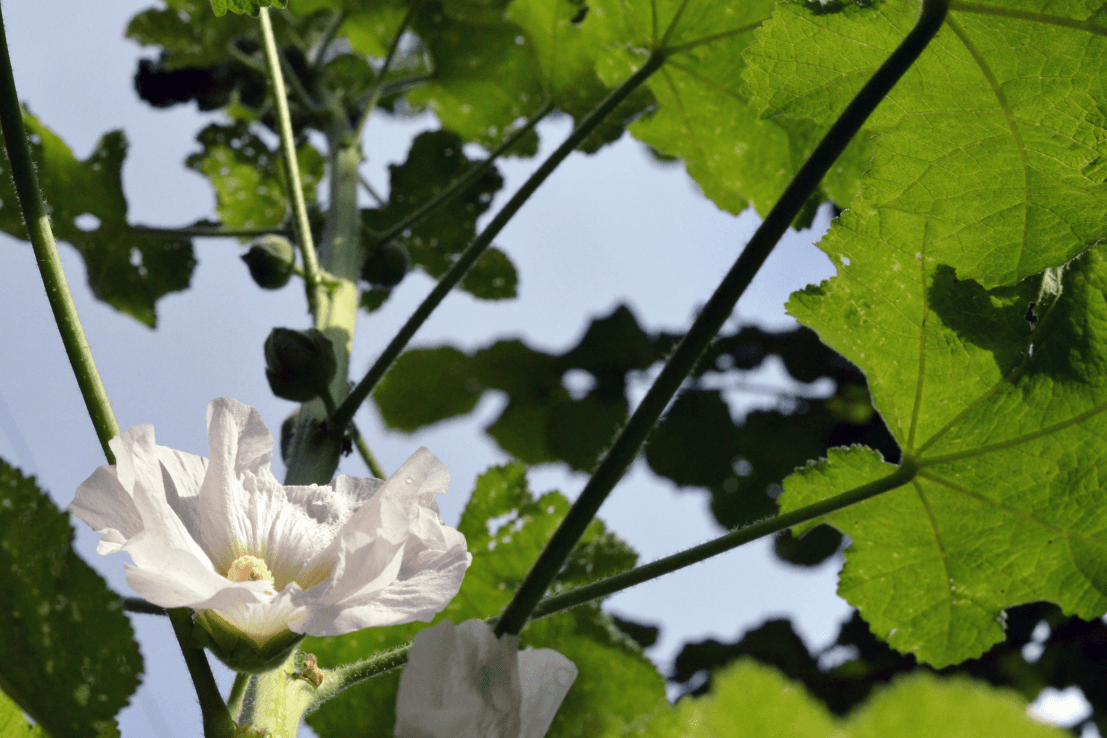 High-Quality White Hollyhocks Seeds - Start your garden with eleganc