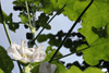 Lataa kuva gallerian katseluohjelmaan, High-Quality White Hollyhocks Seeds - Start your garden with eleganc